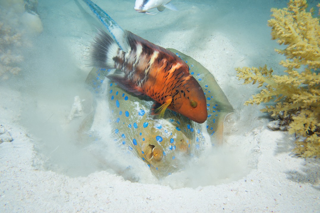 170902-05 Red Sea  63 Blue Spotted Ray - Wrasse Red Breasted Splendour