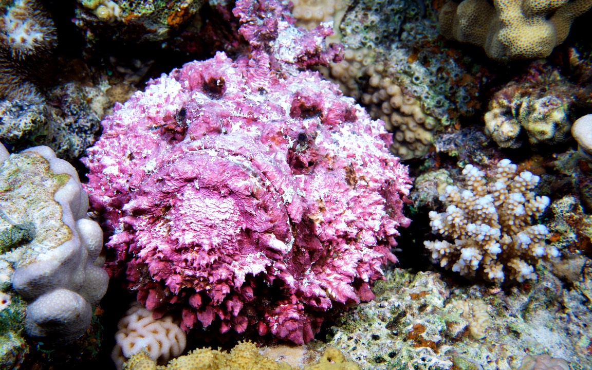170906-Red Sea Dive 3 3