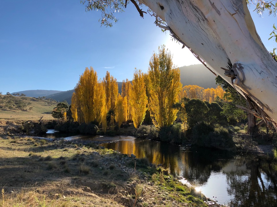 180427 16  Kosciusko Conservation Reserve Poplar Trees