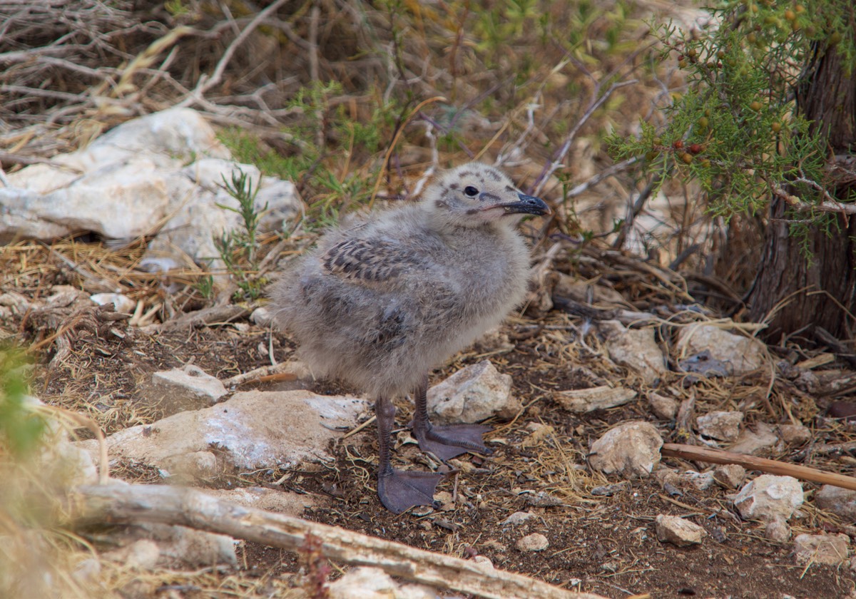 180605 Walking to the top of Penyal d Ifac Baby seagull