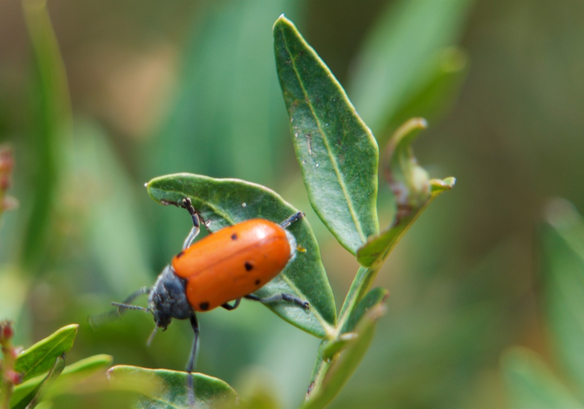 180605 Walking to the top of Penyal d Ifac A beetle