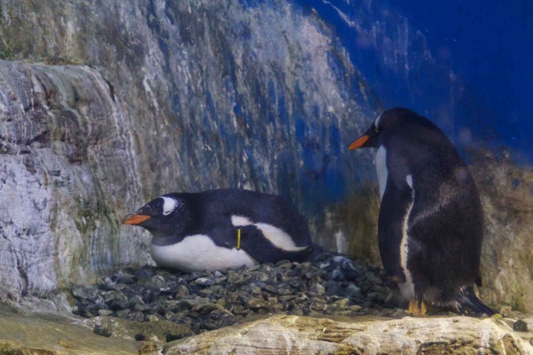 180608 12 Valencia Aquarium Experience with Jim and Cathy Gentoo Penguin Nesting