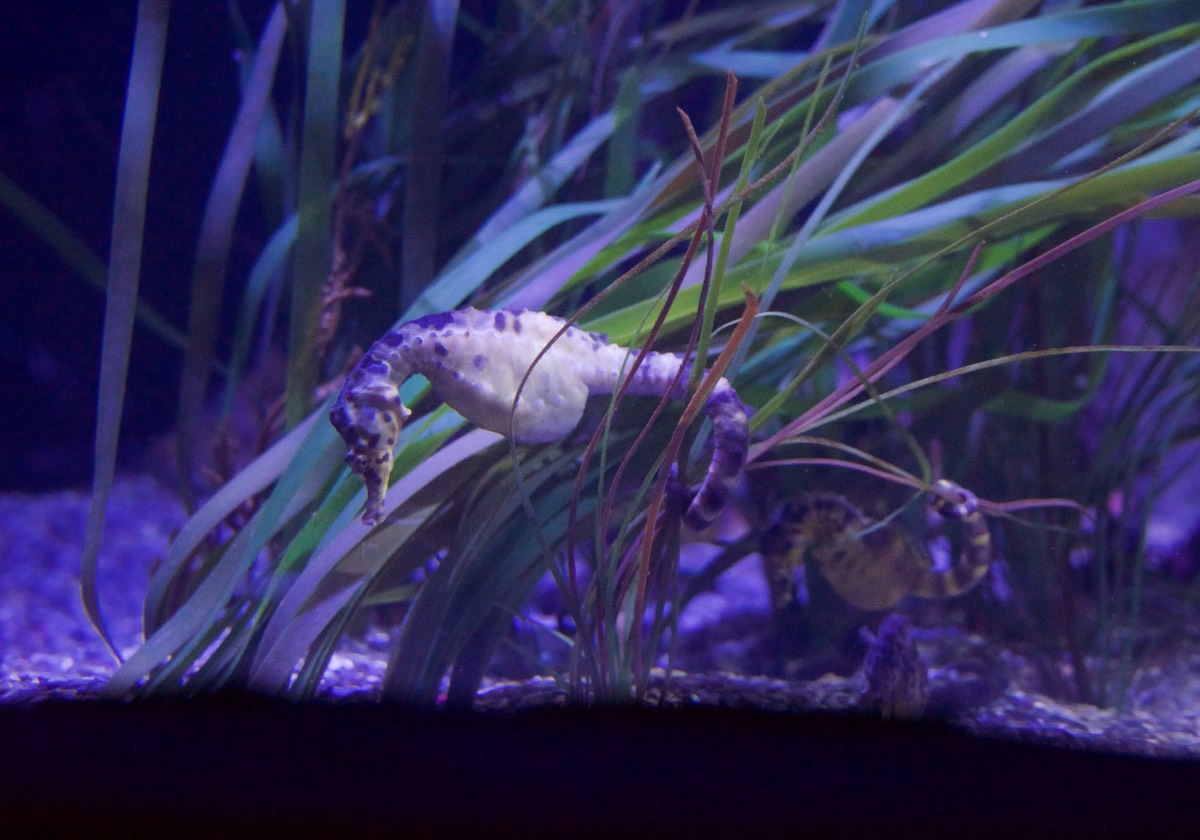 180608 Valencia Aquarium Seahorse