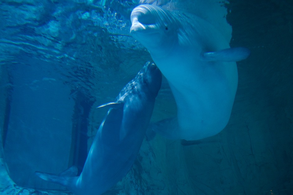 180608 9 Valencia Aquarium Experience with Jim and Cathy Mother and her calf
