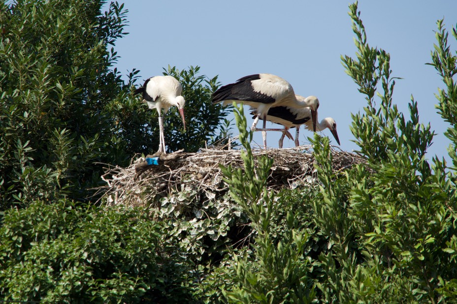 180714 2 Storks in nest Peralada