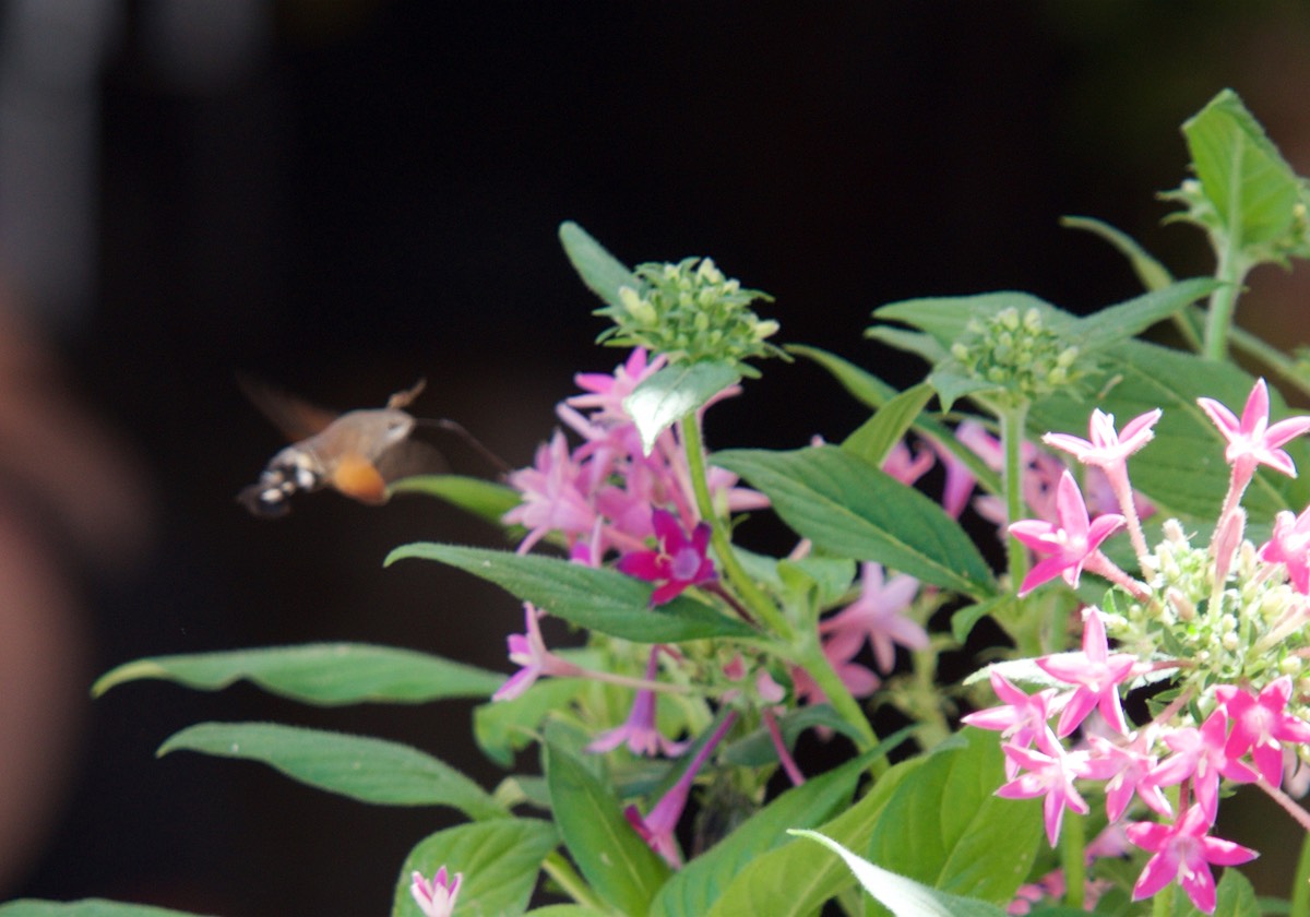 180730 Soller Humming Moth