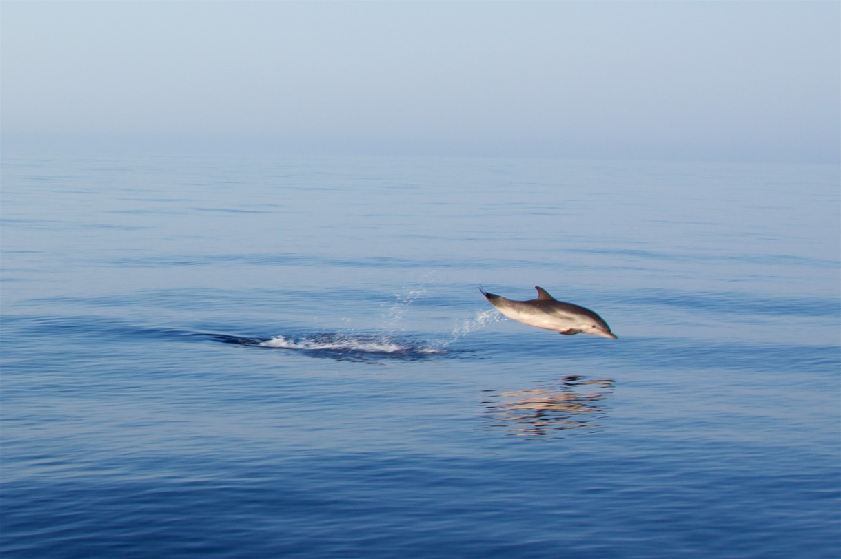 180803 2 Dolphins from Ibiza to Calpe Spain (1)