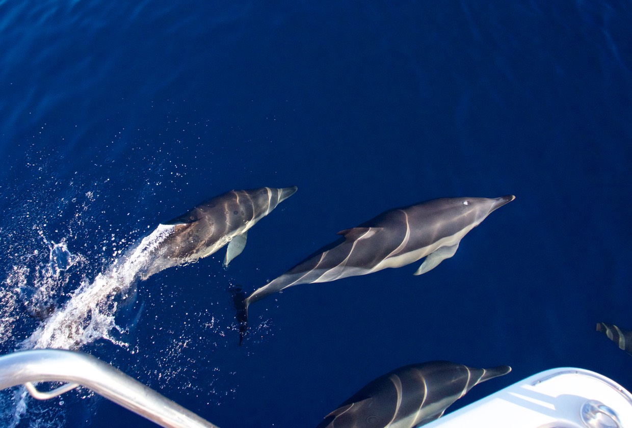 180815 Dolphins returning Melilla to Spain Mainland