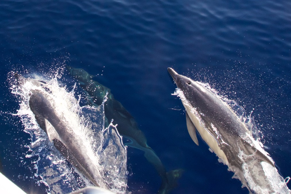 180815 7 Dolphins returning Melilla to Spain Mainland