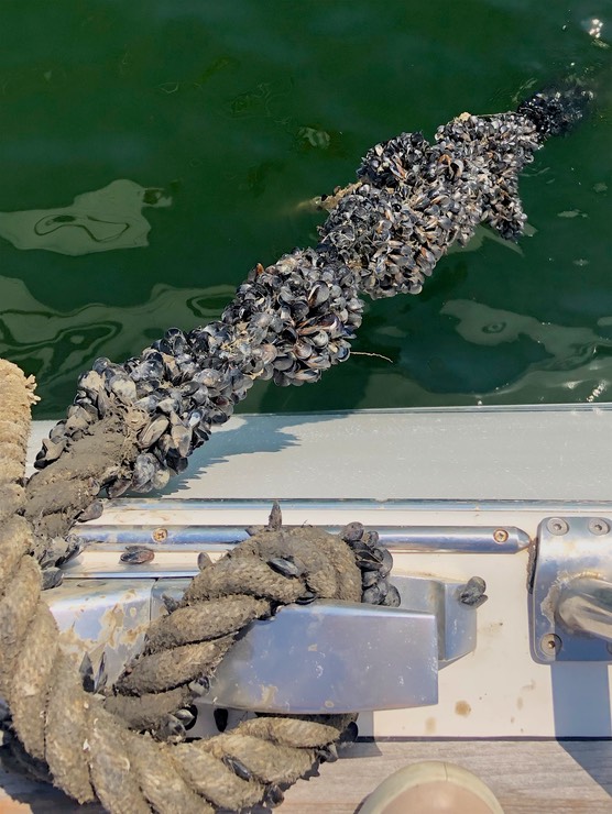 190719 3 Interesting growth on the mooring line at Cagliari