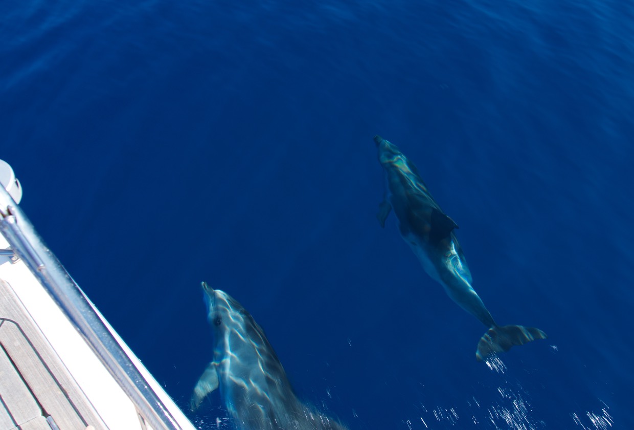 190725 Dolphins heading into Cagliari