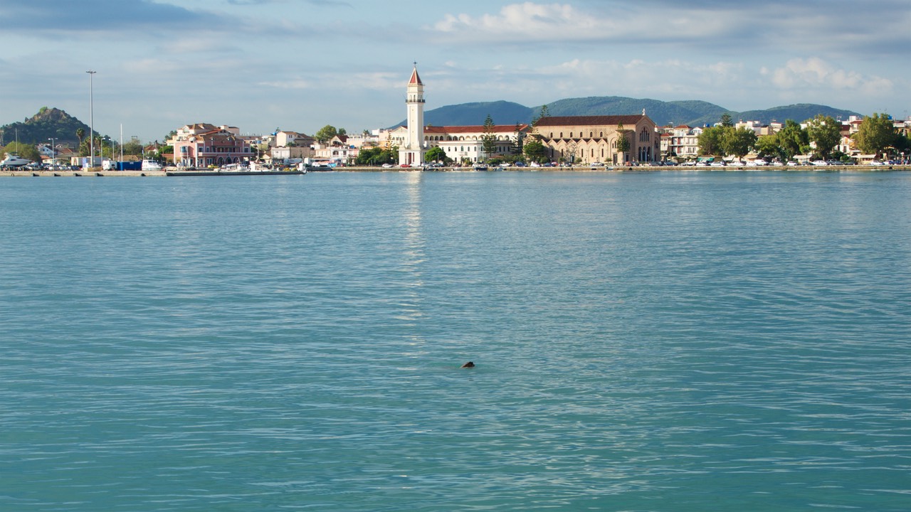 190926 1 Turtle in harbour Zakinthos