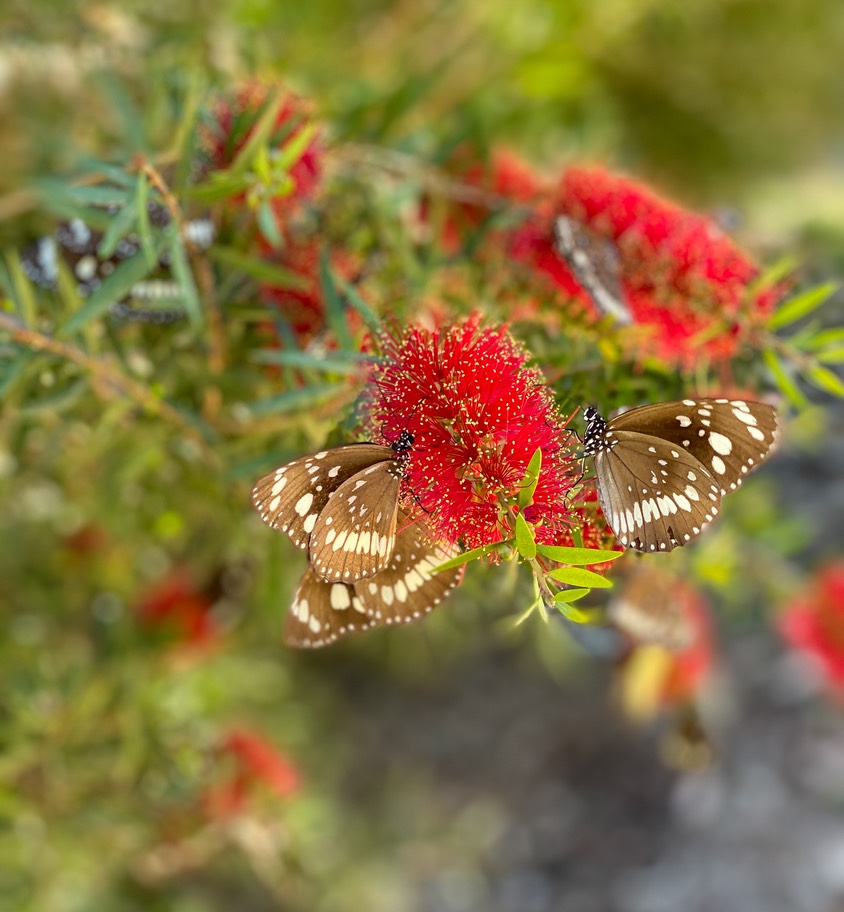 200919  Day 11 Karumba to Mt Surprise QLD-12 Butterflies