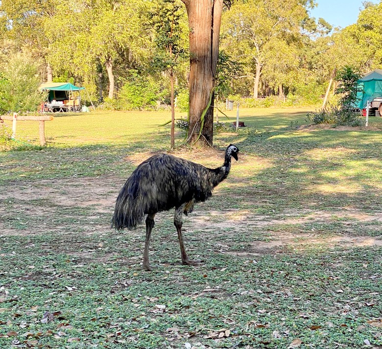 200924 Day 16 Port Douglas to Hann River Roadhouse-11 Resident Emu Hann River Roadhouse