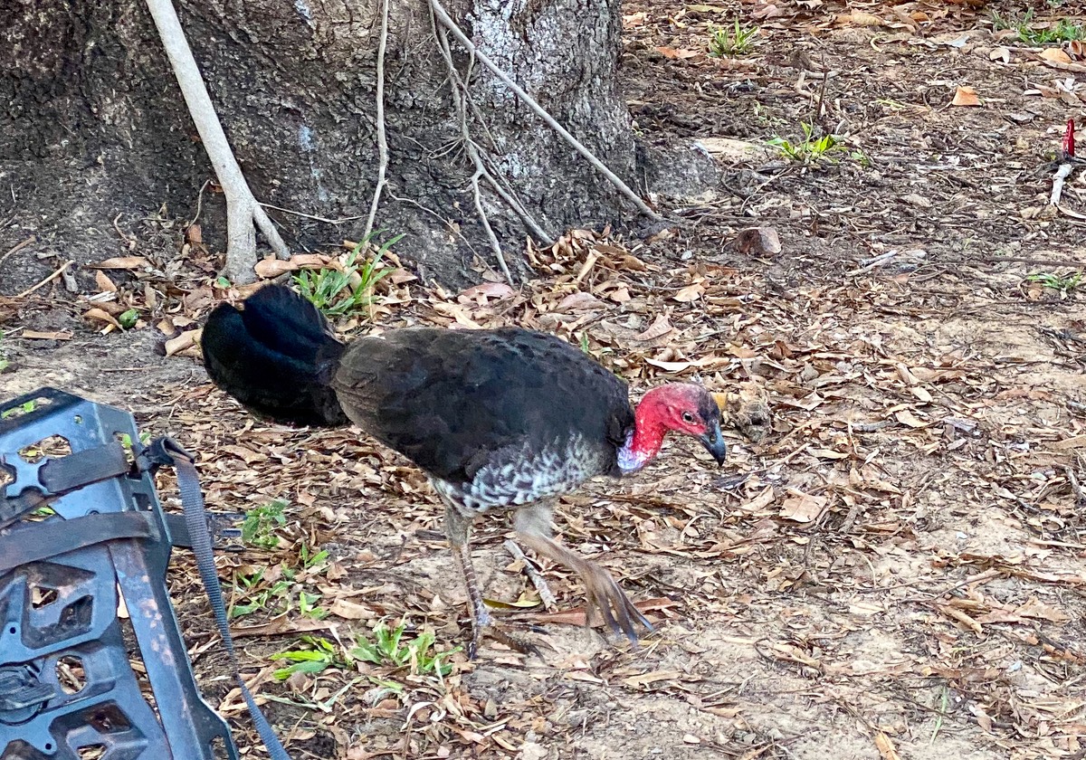 201002 Moreton Telegraph Station Australian Bush Turkey