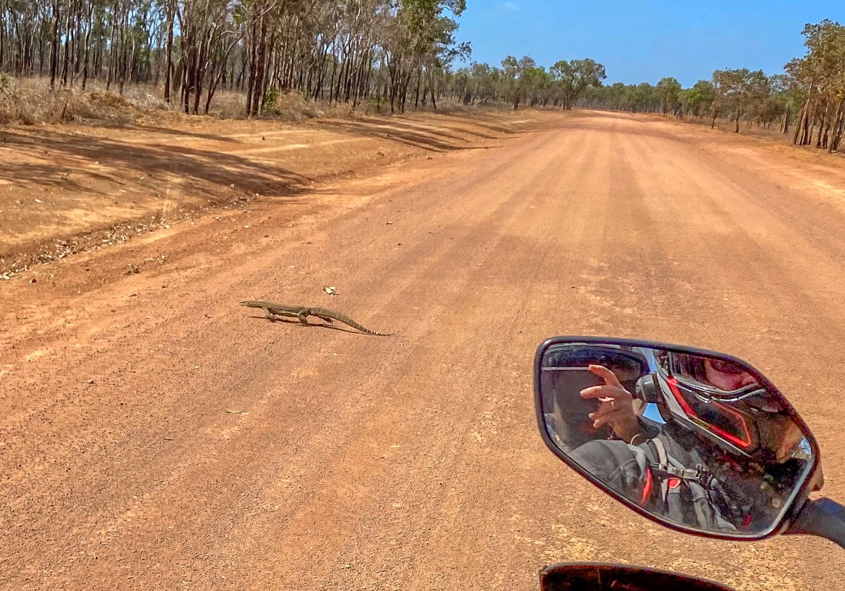 201003 Stopping for goanna crossing