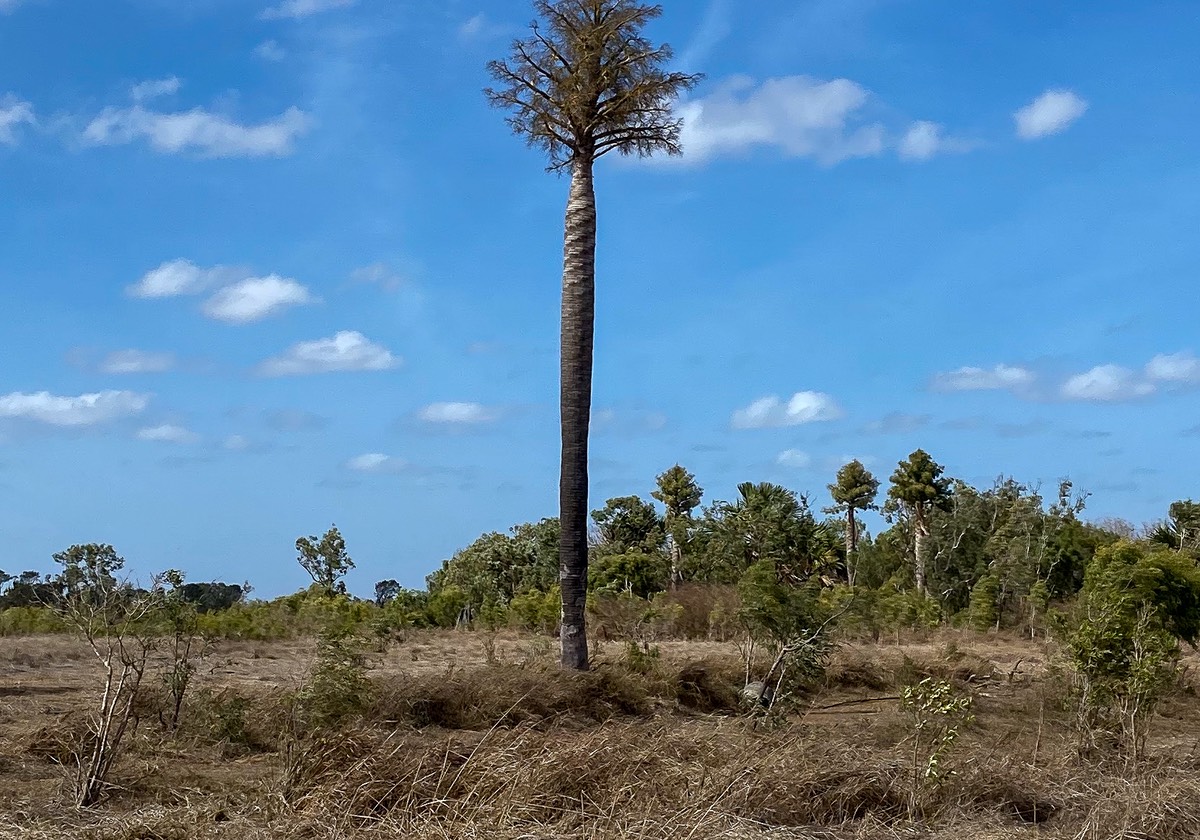 201003 A palm tree in flower on the Lakefield Road