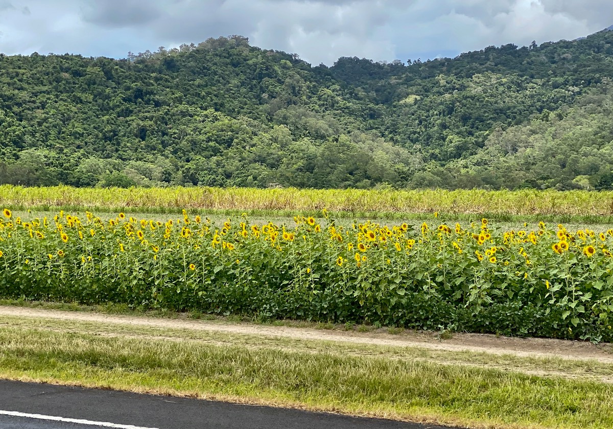 201006 The last day riding to Townsville - Sunflowers always make you smile