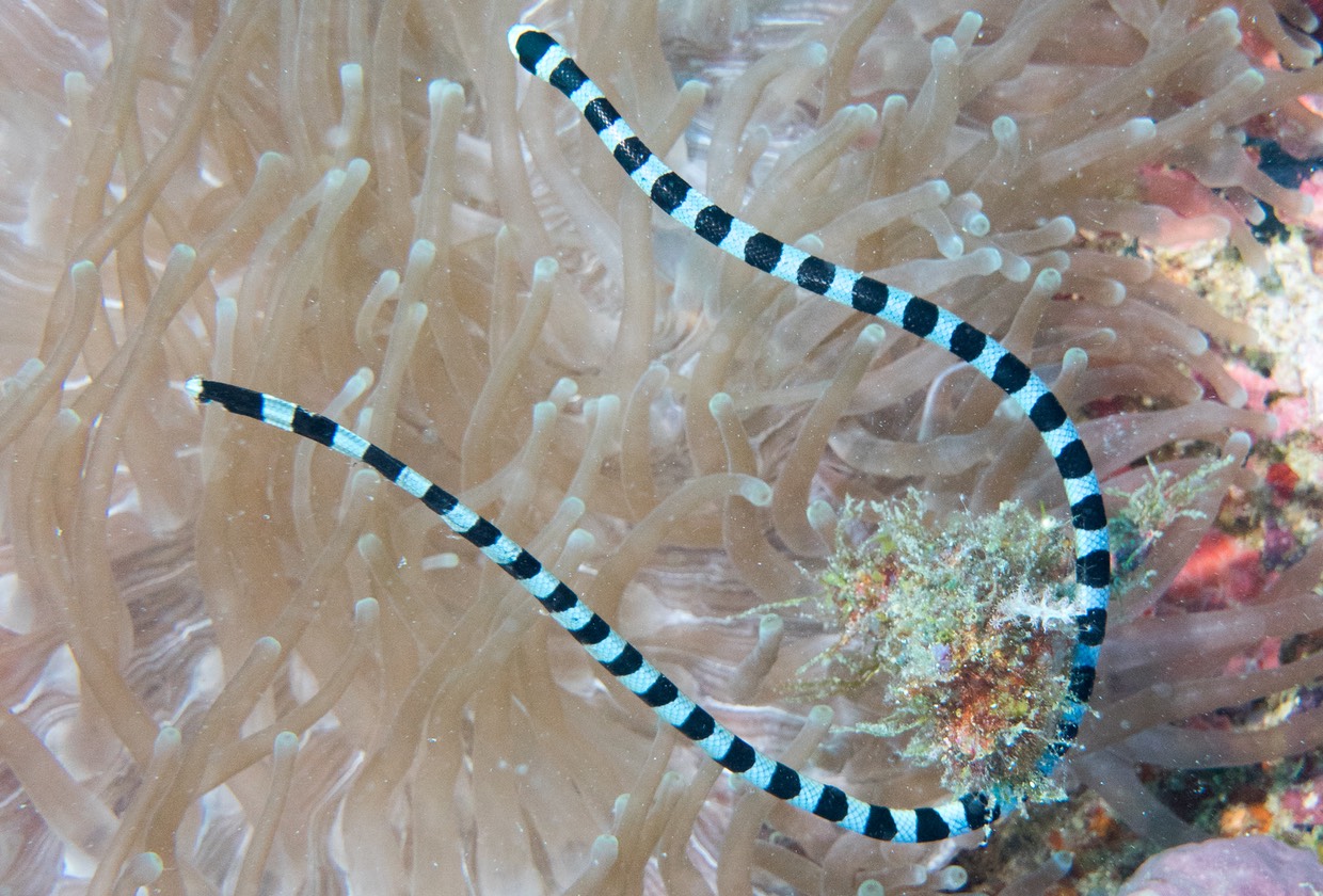 Timor - Banded Sea Snake