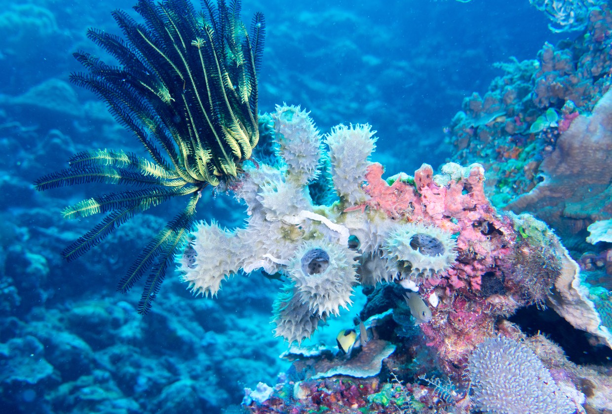 Timor - Feather Star