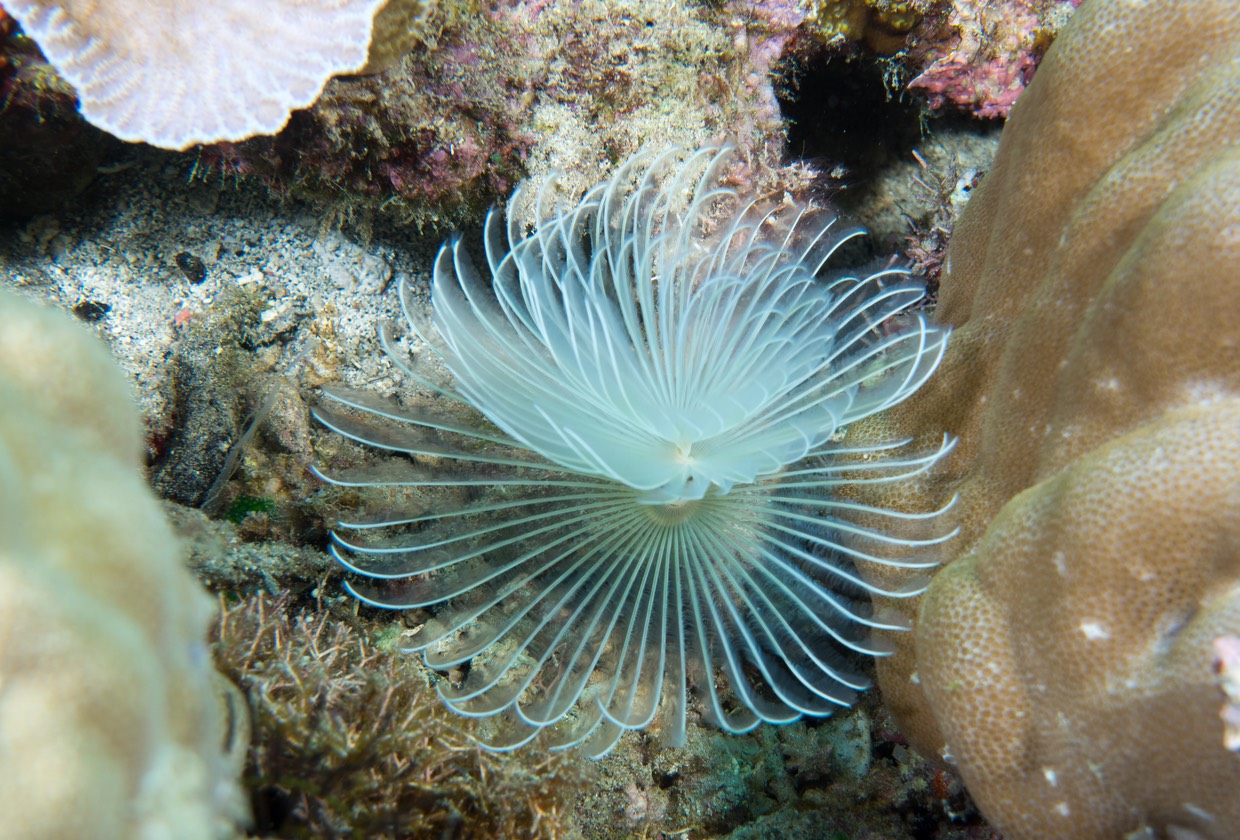 Timor - Tube Worm