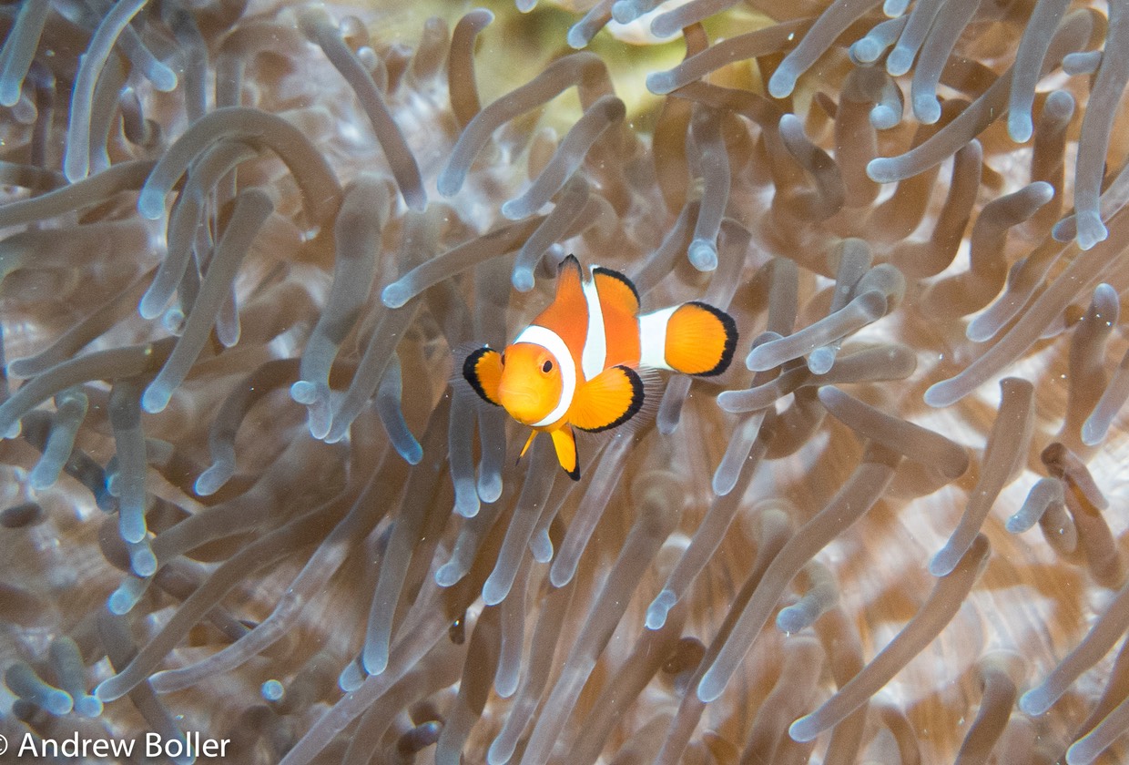 Timor - Top Clown FIsh Photo