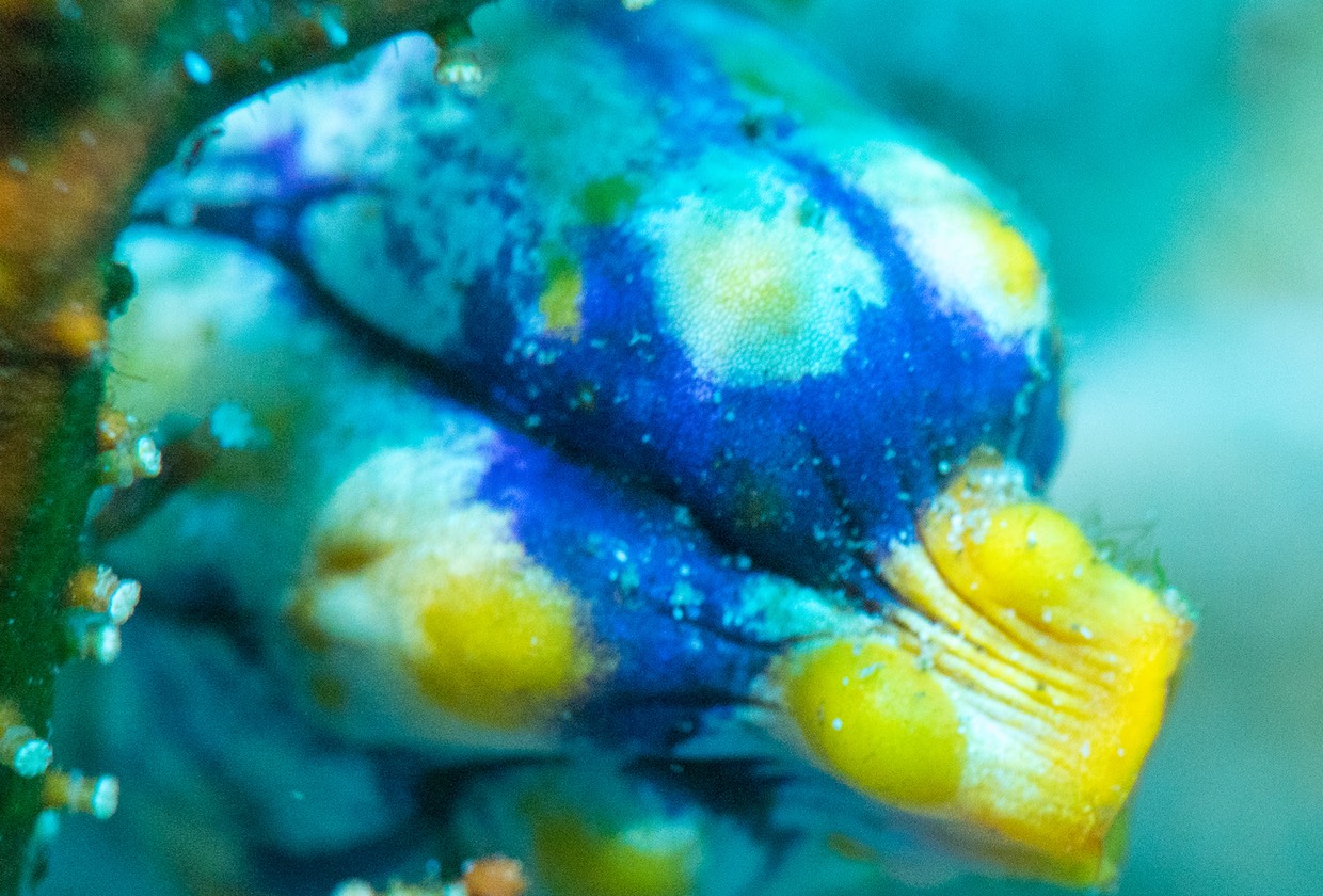 Timor - Sea Squirt