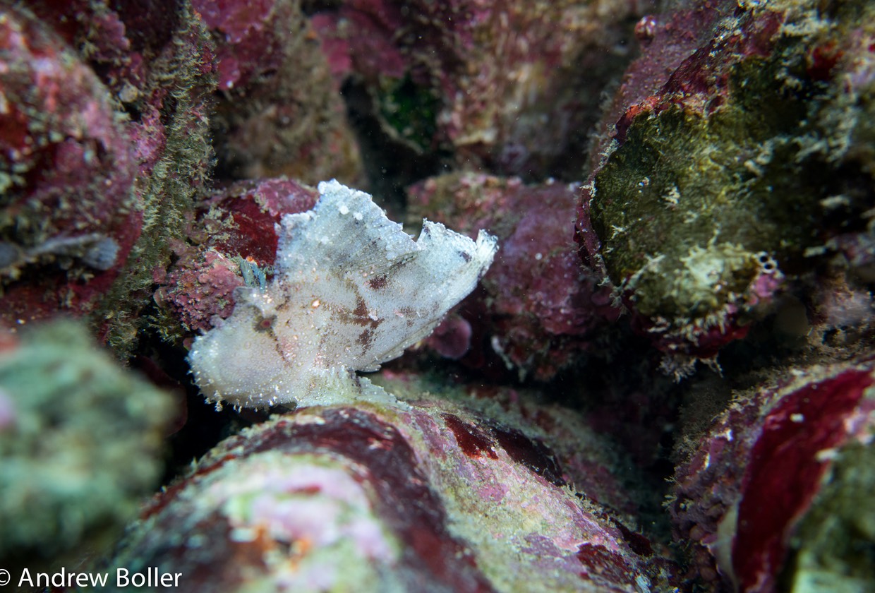 Timor - Leaf Fish