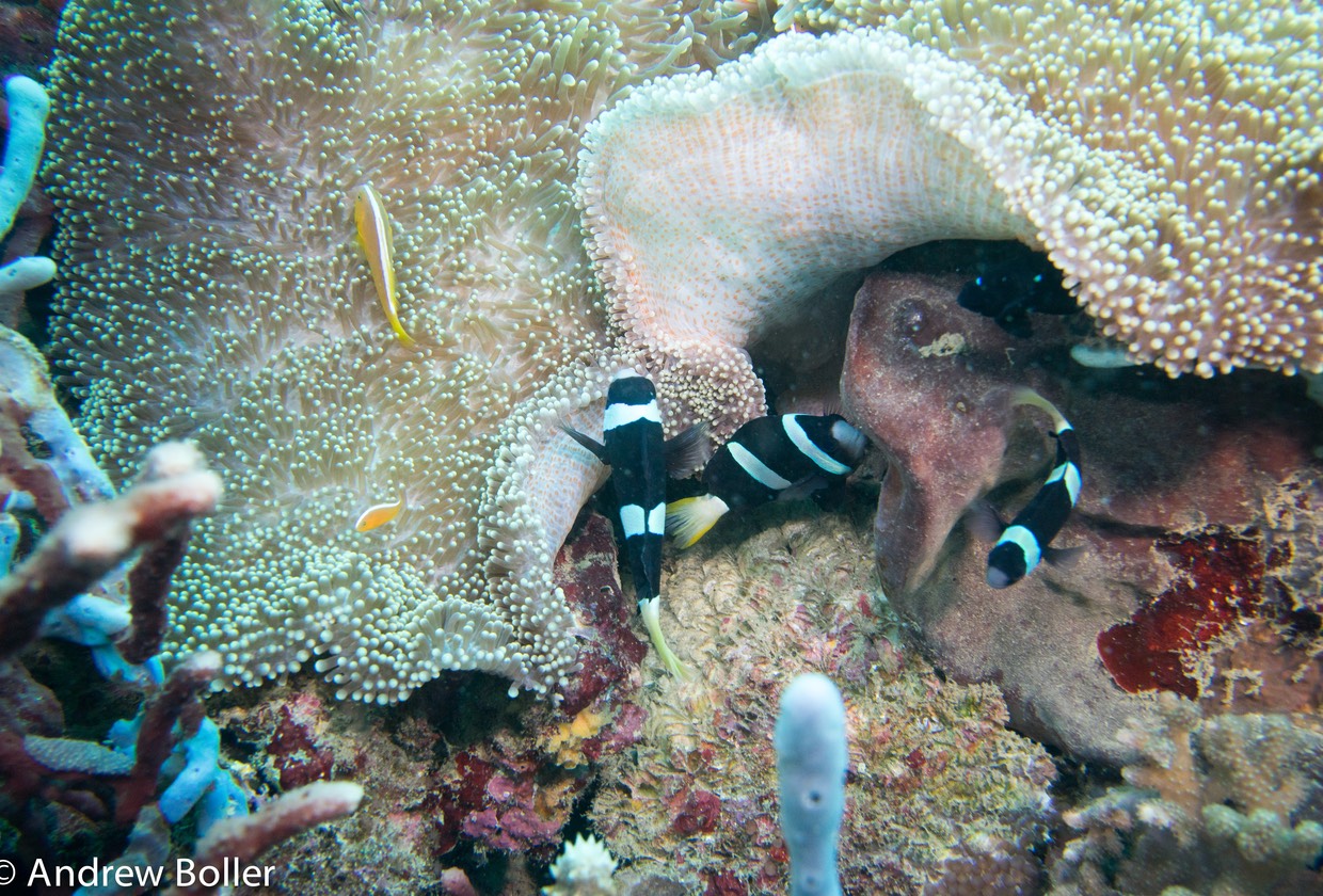 Timor - Panda Anenome Fish