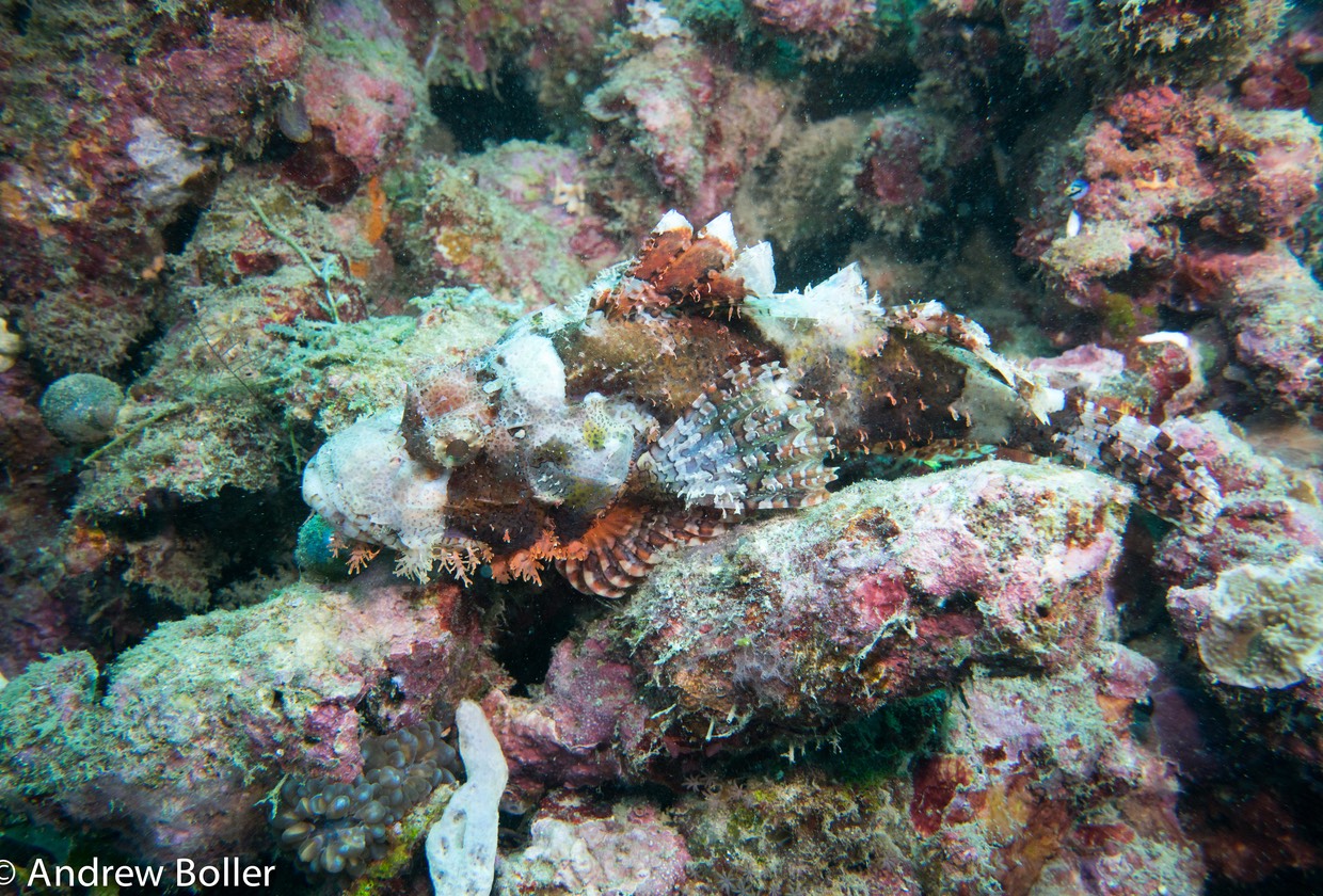 Timor - Camouflaged Scorpion Fish