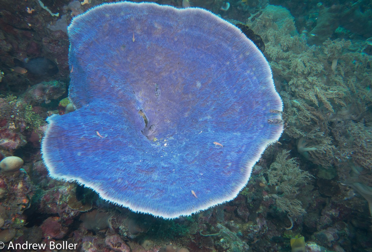 Timor - Plate Coral