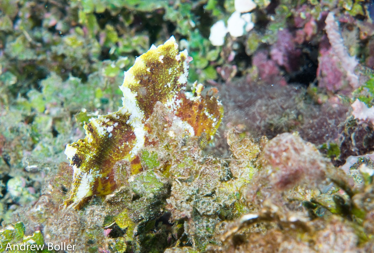 Timor - Leaf Fish