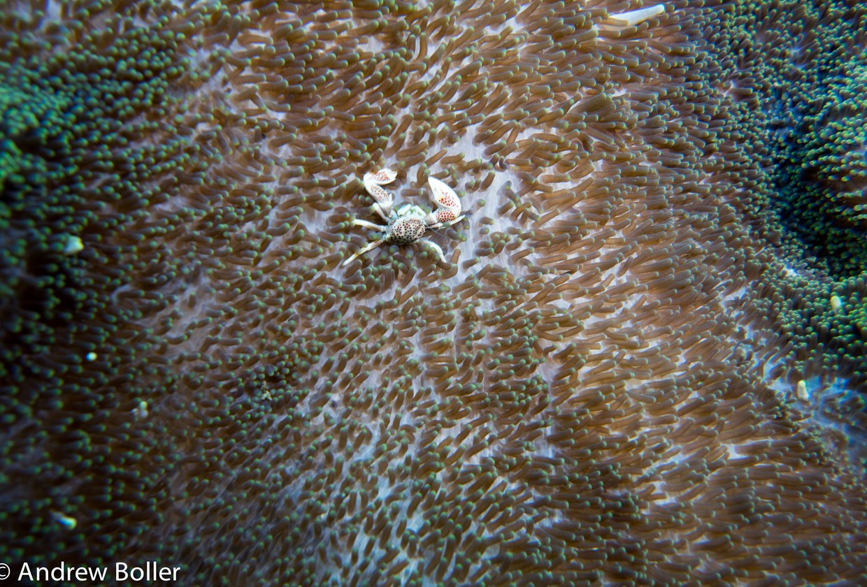 Timor - Porcelain Anenome Crab