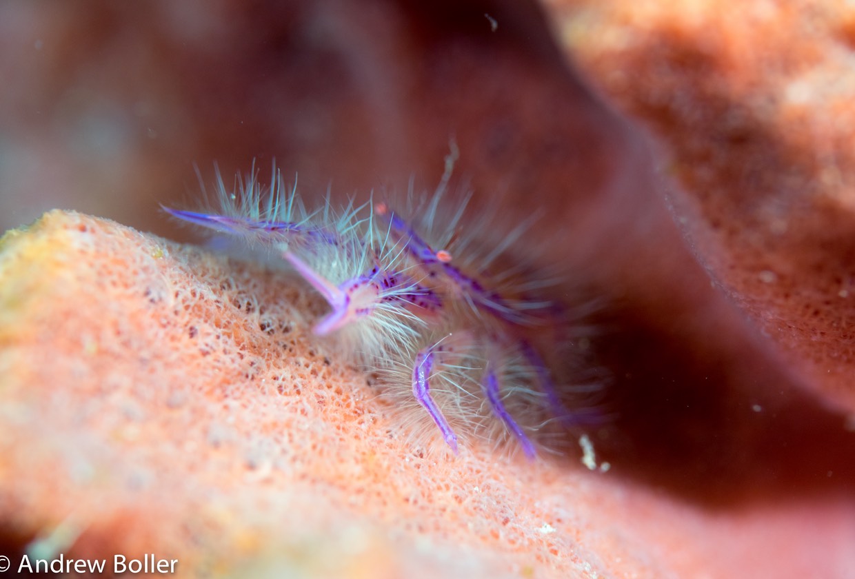 Timor - Tiny Hairy Squat Lobster