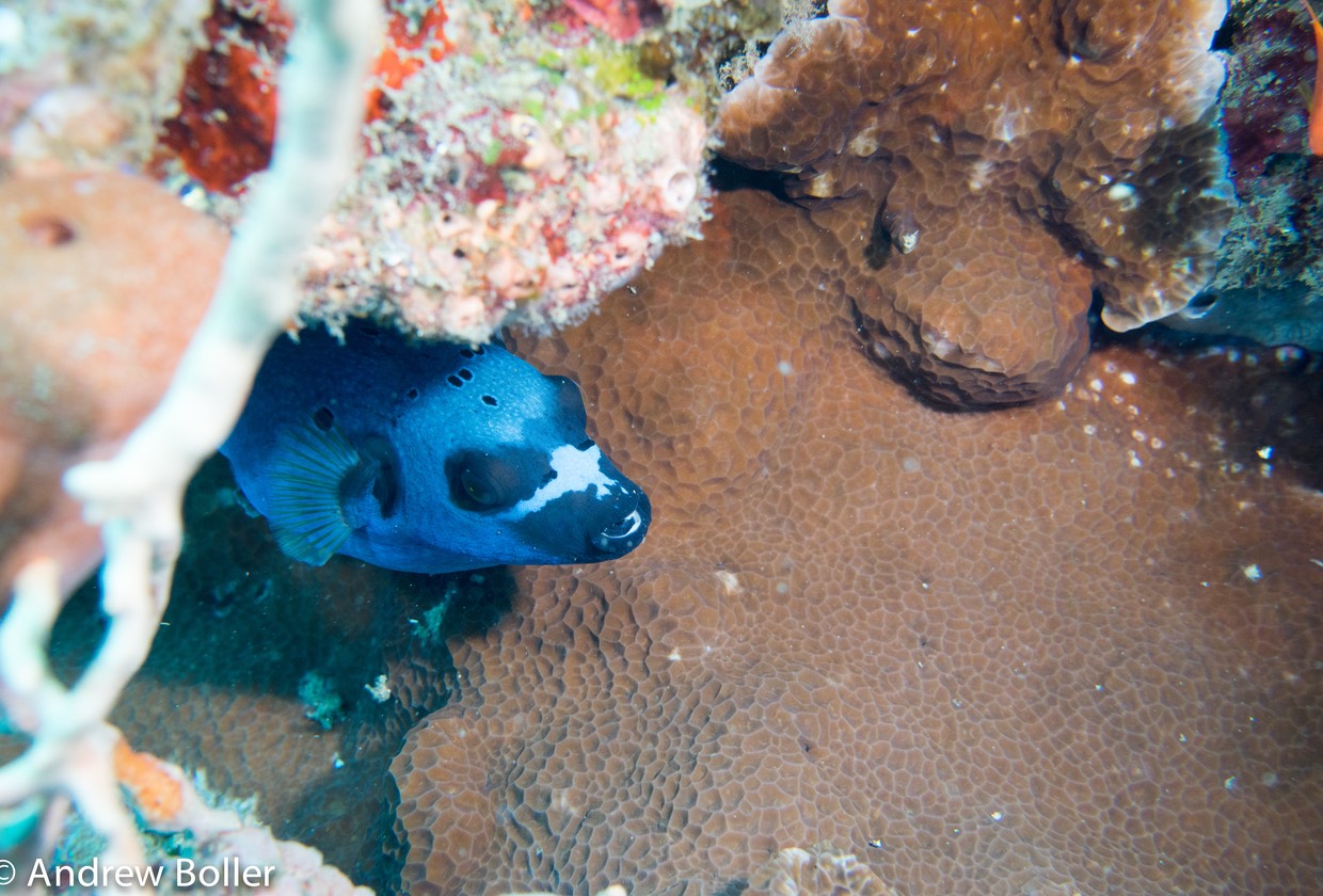 Timor - Puffer Fish
