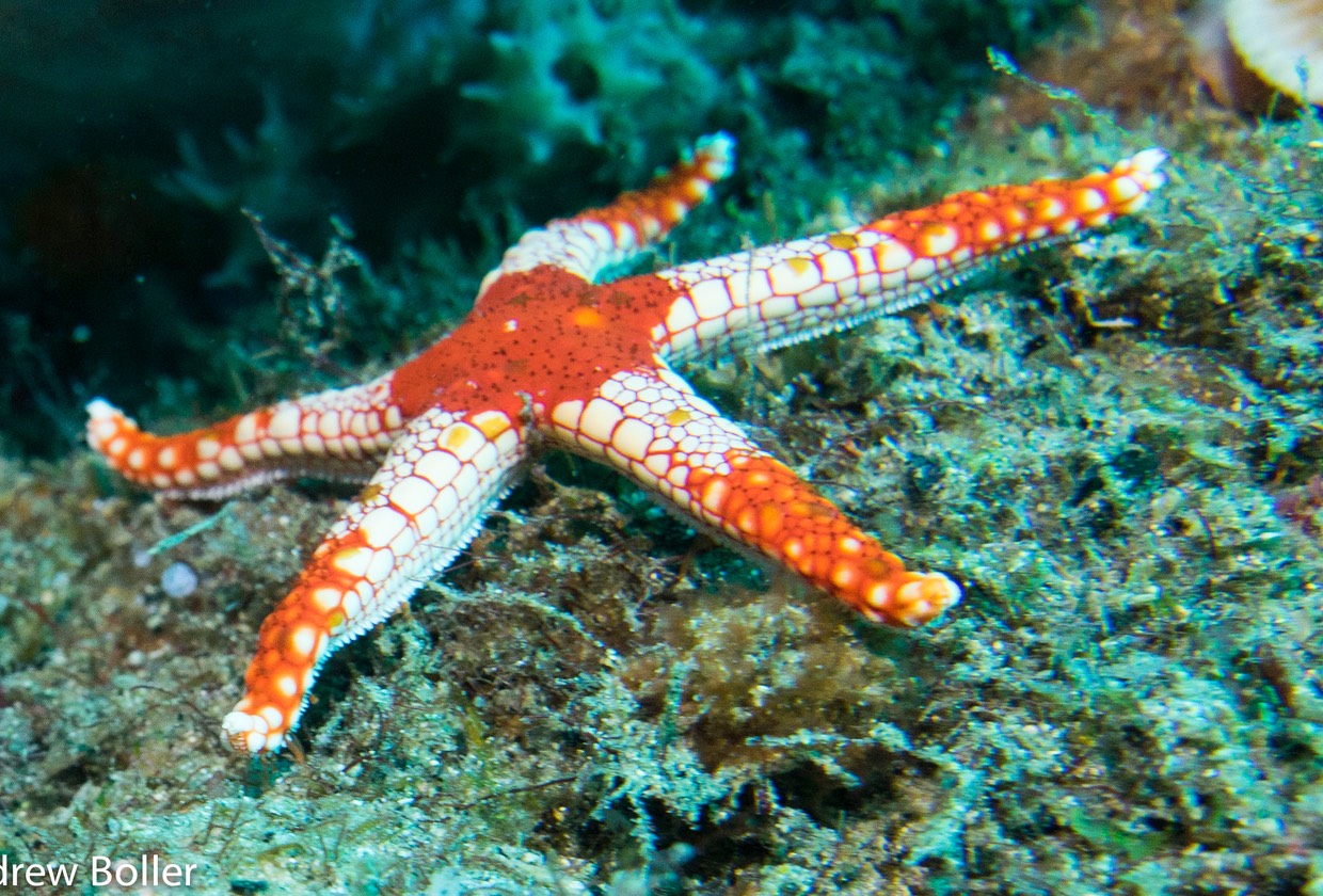 Timor Sea Star