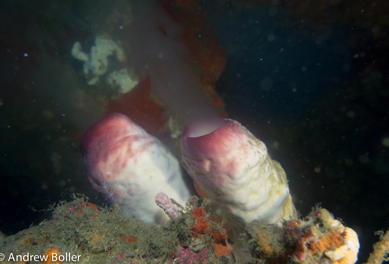 Timor - Spawning Sponges