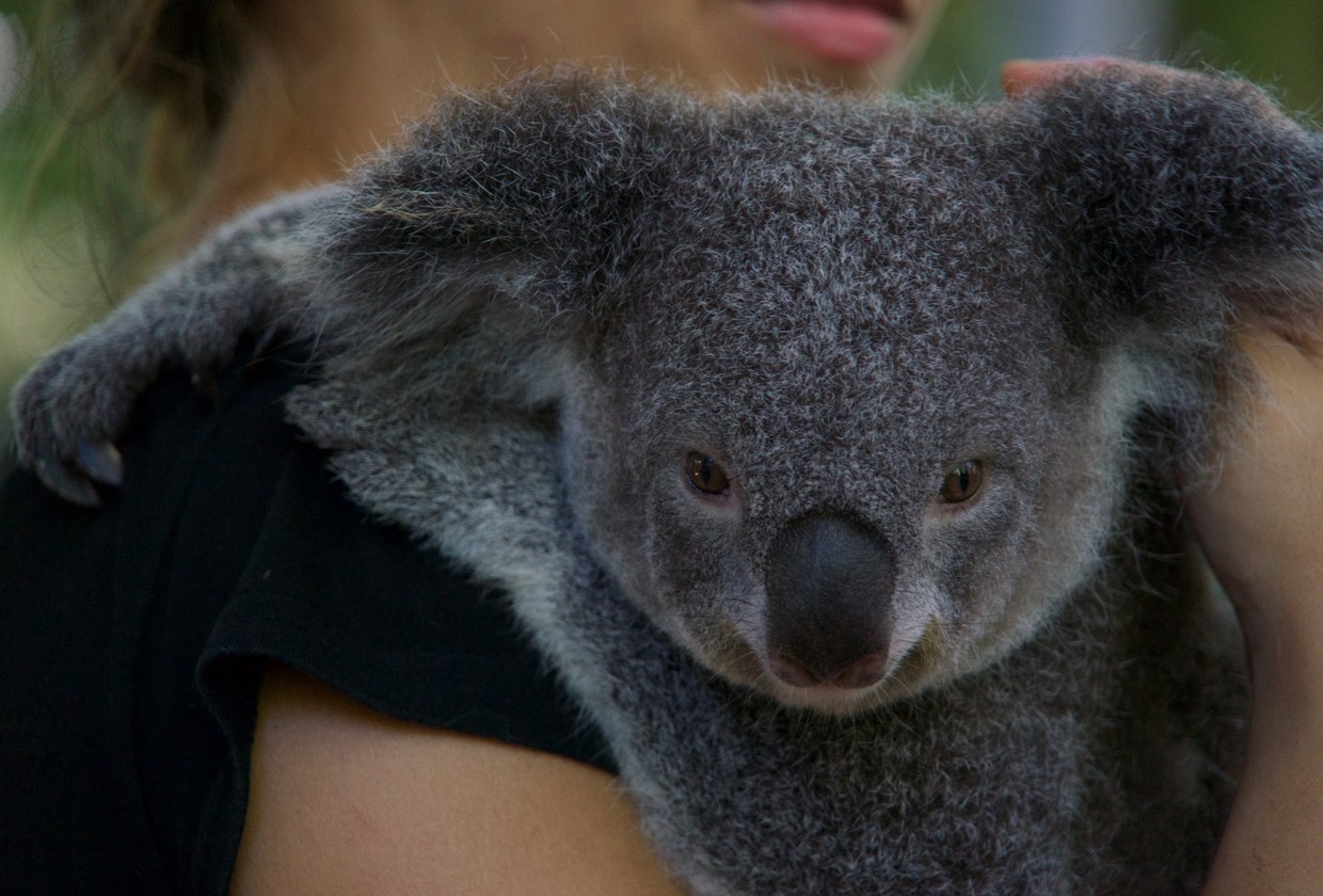 Checked out some cute Australian Natives with my niece