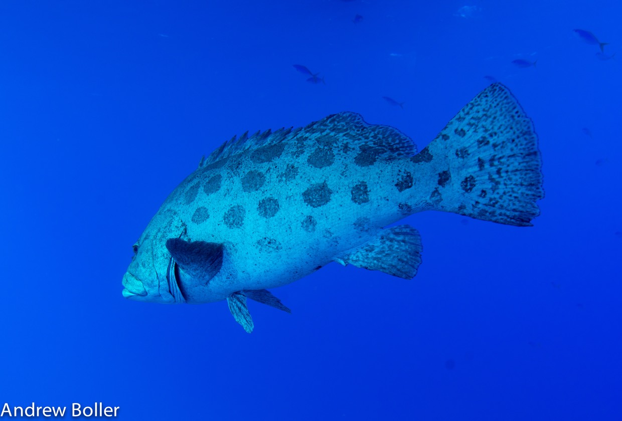 Great Barrier Reef Cod