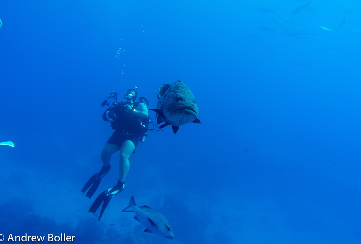 Great Barrier Reef Cod Hole Cod