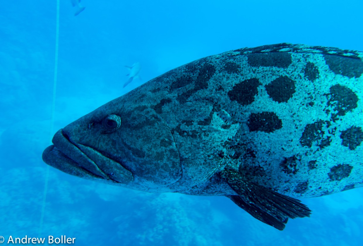 Great Barrier Reef Cod