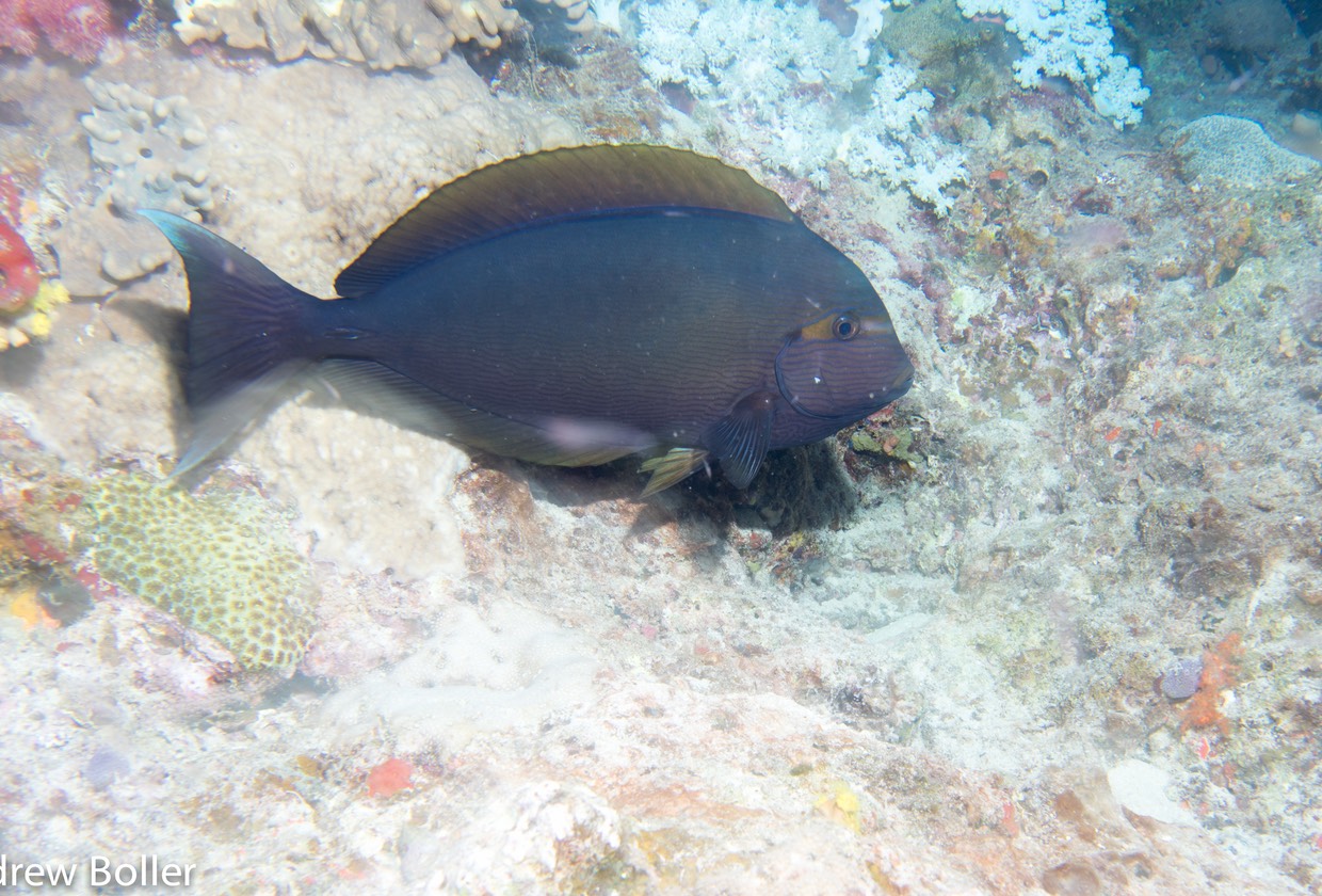 Great Barrier Reef