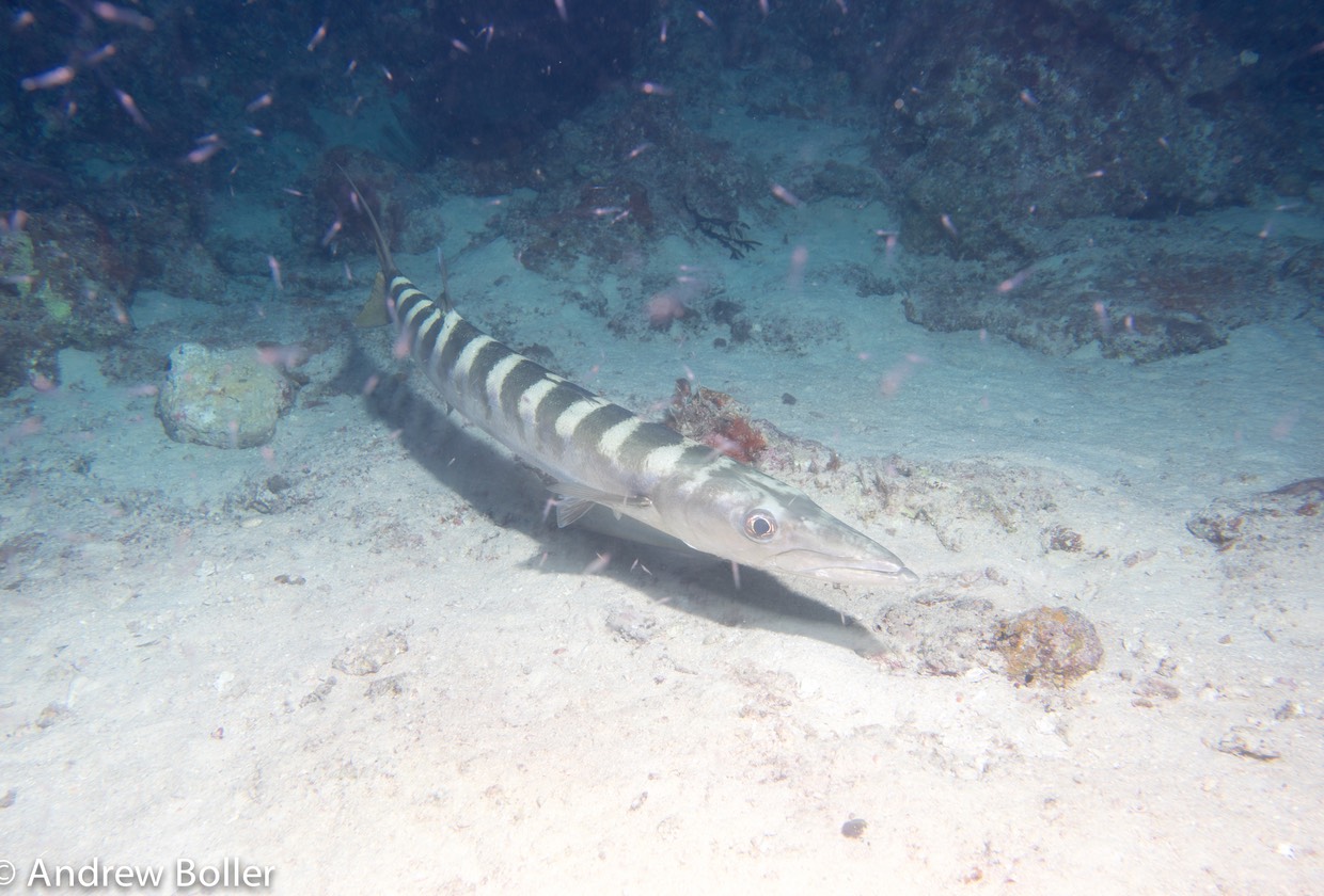 Great Barrier Reef Barracuda Night Dive