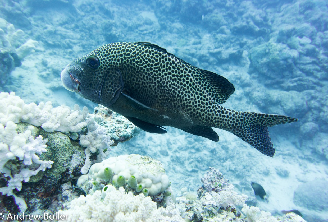 Great Barrier Reef Sweet Lip