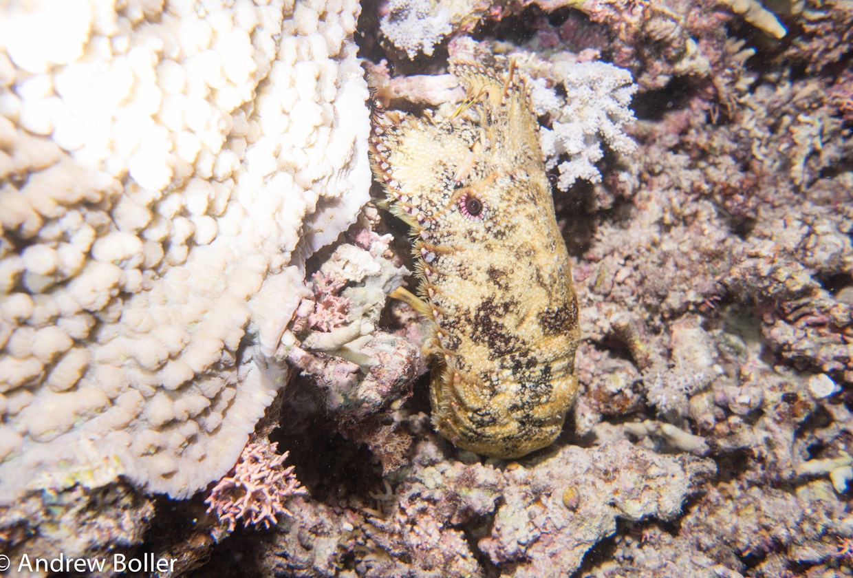 Great Barrier Reef Slipper Lobster
