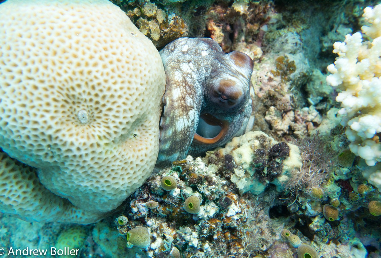 Great Barrier Reef Octopus