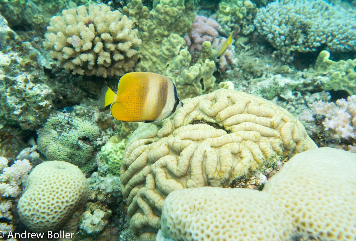 Great Barrier Reef Angel Fish