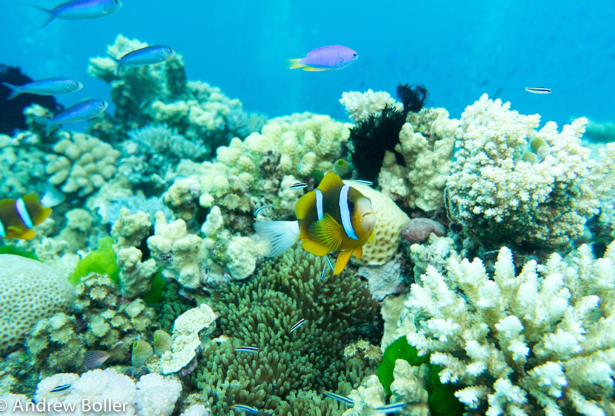 Great Barrier Reef Clarkii Clown FIsh