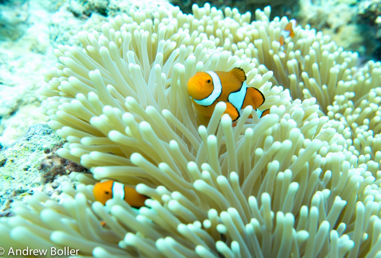 Great Barrier Reef Ocellaris Clown FIsh