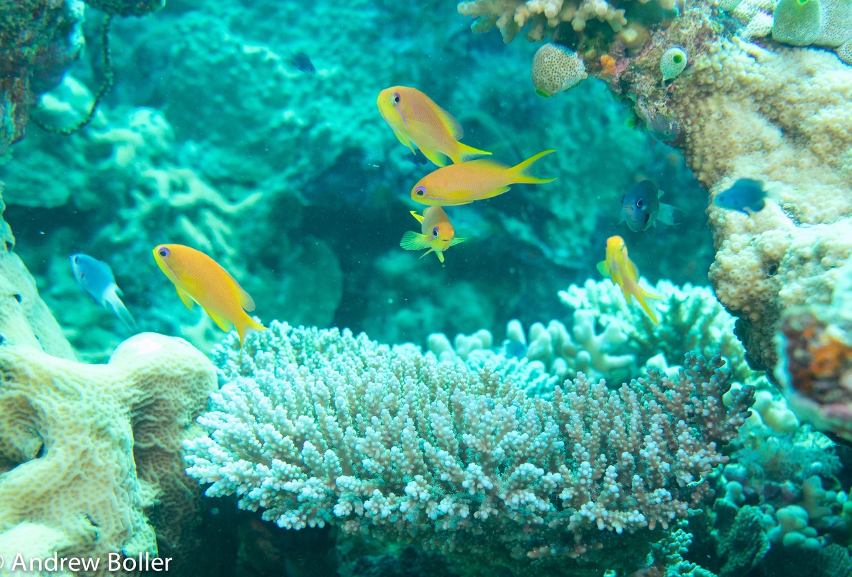 Great Barrier Reef